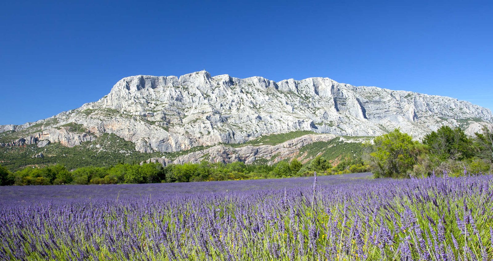 La montagne Sainte-Victoire vue depuis la campagne d'Aix-en-Provence, au-dessus d'une oliveraie